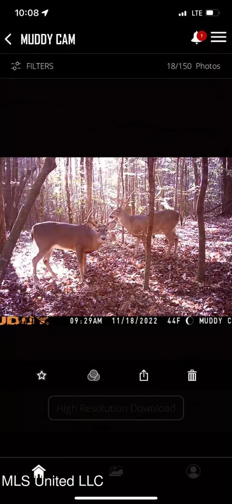 Pinola Braxton Road, Braxton, MS 39044 photo 5