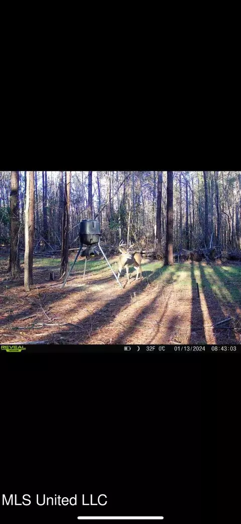 Pinola Braxton Road, Braxton, MS 39044 photo 3