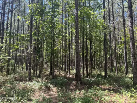 Pinola Braxton Road, Braxton, MS 39044 photo 8
