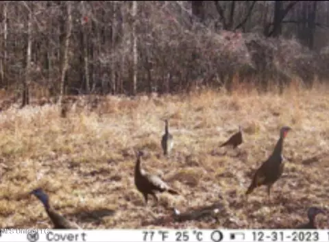 Davis Chapel Road, Sardis, MS 38666 photo 11