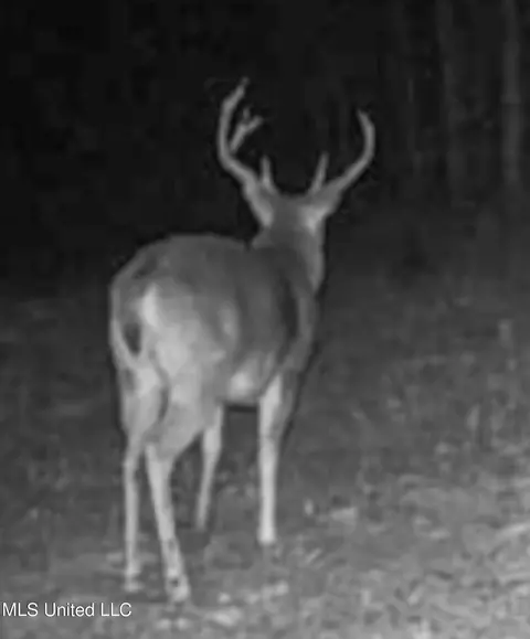 Davis Chapel Road, Sardis, MS 38666 photo 10