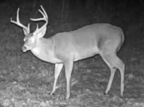 Davis Chapel Road, Sardis, MS 38666 photo 13