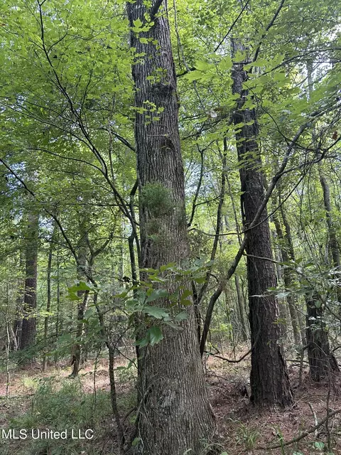 West Boulevard, West, MS 39192 photo 2