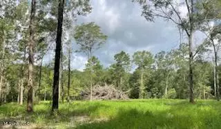 Tanner Williams Rd -parcel 1, Lucedale, MS 39452 photo 5