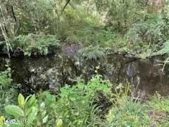 Tanner Williams Rd -parcel 1, Lucedale, MS 39452 photo 6