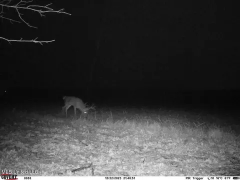 Clayton, Marks, MS 38646 photo 17