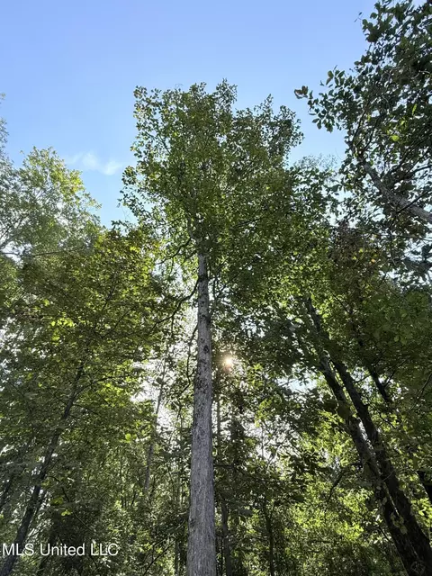 County Road 231, Mantee, MS 39751 photo 13