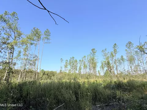 County Road 231, Mantee, MS 39751 photo 3