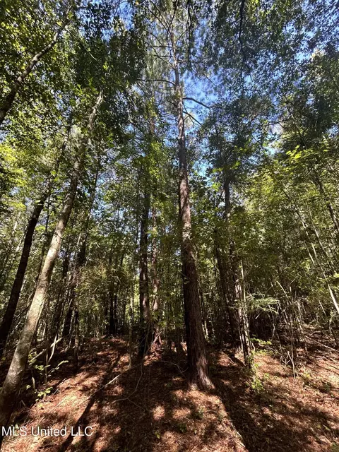 Van Zandt Rd, Braxton, MS 39044 photo 6