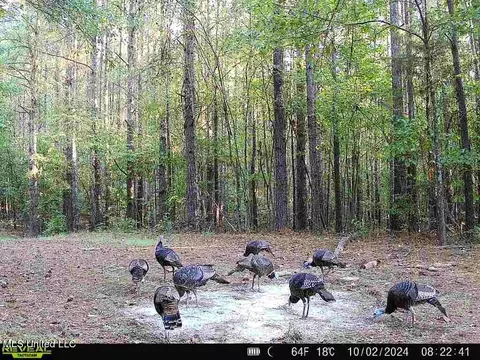 Clara Foote Road, Braxton, MS 39044 photo 37