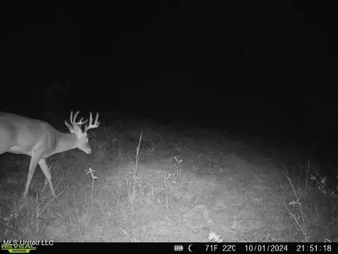 Clara Foote Road, Braxton, MS 39044 photo 31
