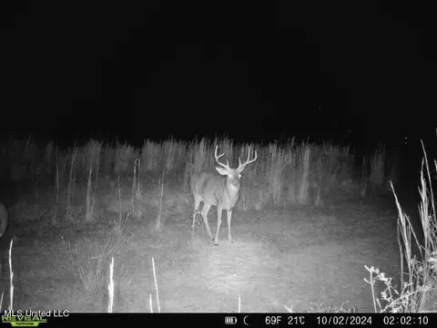 Clara Foote Road, Braxton, MS 39044 photo 34