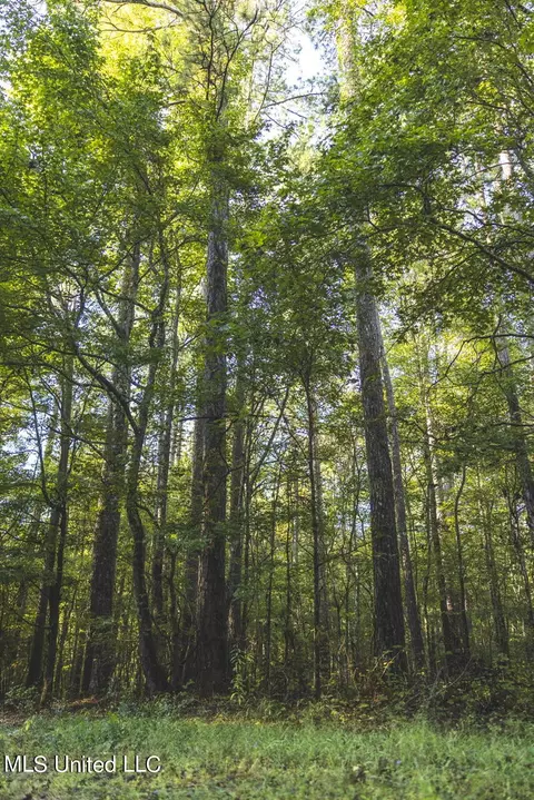 Clara Foote Road, Braxton, MS 39044 photo 12