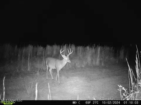 Clara Foote Road, Braxton, MS 39044 photo 33
