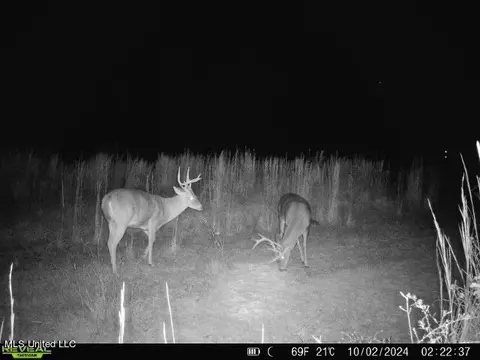 Clara Foote Road, Braxton, MS 39044 photo 35