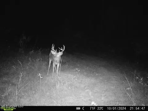 Clara Foote Road, Braxton, MS 39044 photo 32