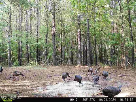 Clara Foote Road, Braxton, MS 39044 photo 38