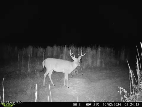 Clara Foote Road, Braxton, MS 39044 photo 36