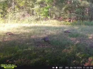 James Rd, Pocahontas, MS 39209 photo 35