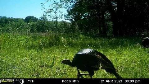 James Rd, Pocahontas, MS 39209 photo 4