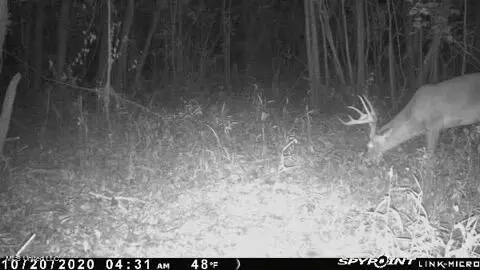 James Rd, Pocahontas, MS 39209 photo 27
