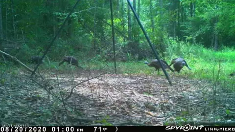 James Rd, Pocahontas, MS 39209 photo 25