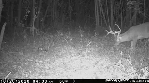 James Rd, Pocahontas, MS 39209 photo 26