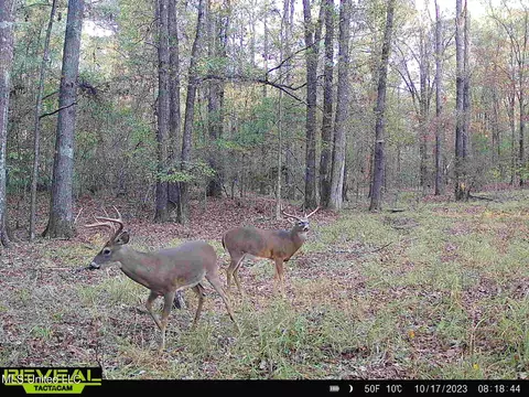 002 Hebron Rd, Lexington, MS 39095 photo 16