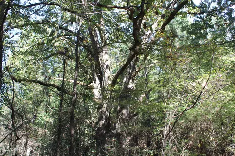 1502 Lower Gurley Rd, Potts Camp, MS 38659 photo 20