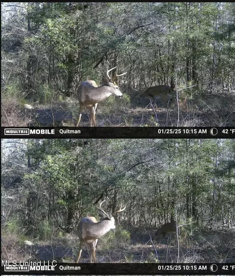91 County Road 1432, Quitman, MS 39355 photo 36