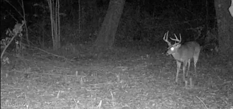 15920 E Wortham Rd, Saucier, MS 39574 photo 3