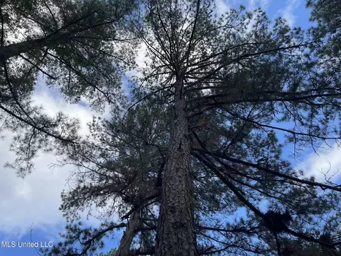 Lone Pine, Canton, MS 39046 photo 15