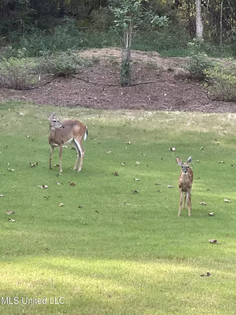 Other - 125 Chestnut Hill Rd, Flora, MS 39071 photo 15 of 19