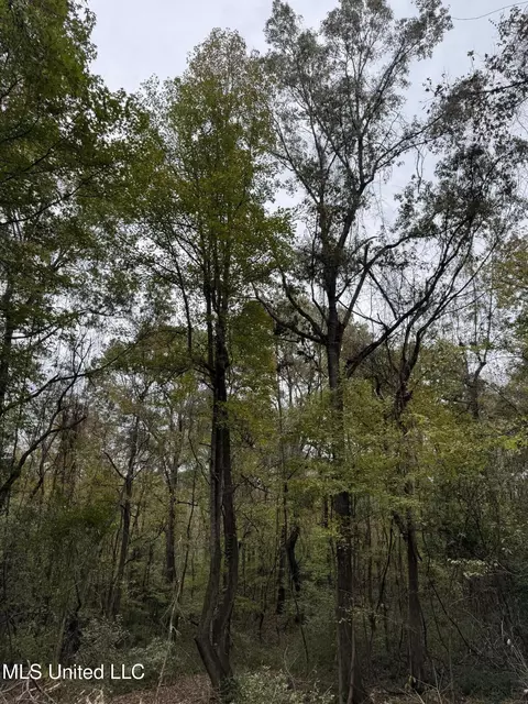 Deer Lake Rd, Natchez, MS 39120 photo 12