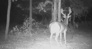 Quitman Street, Sledge, MS 38670 photo 9