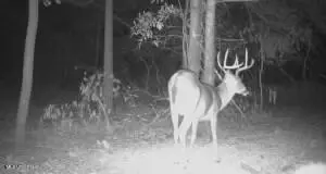 Quitman Street, Sledge, MS 38670 photo 13