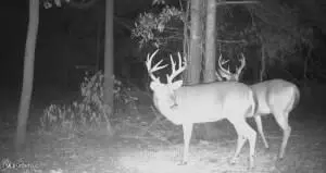Quitman Street, Sledge, MS 38670 photo 11