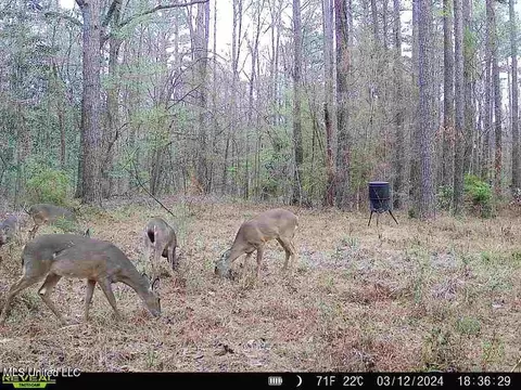 3 Cole Rd, Crosby, MS 39633 photo 27