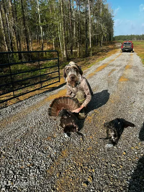 Coal Bluff Road, Lena, MS 39094 photo 67