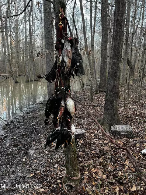 Coal Bluff Road, Lena, MS 39094 photo 65