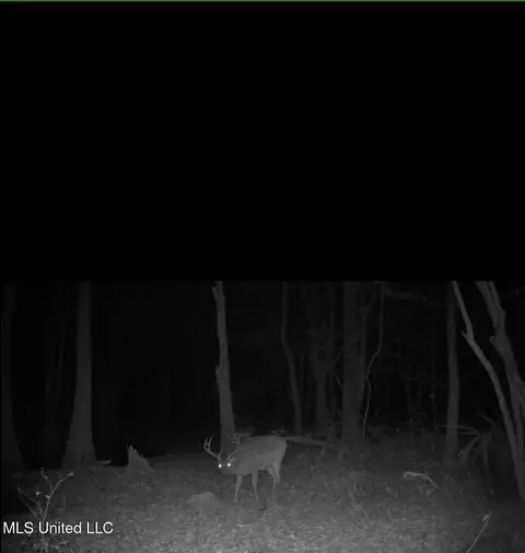 Coal Bluff Road, Lena, MS 39094 photo 72