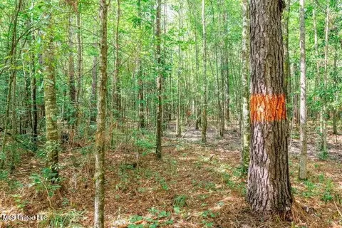 25 5 Acres Canty Rayborn Rd, Sumrall, MS 39482 photo 9