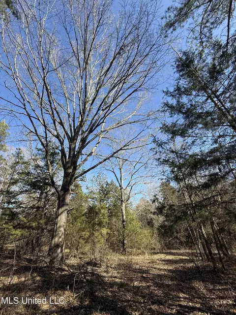 Off Robinson Springs Road, Flora, MS 39071 photo 8