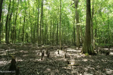 Fox Road, Shaw, MS 38773 photo 18