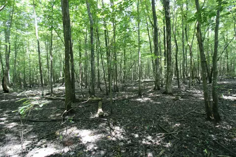 Fox Road, Shaw, MS 38773 photo 19