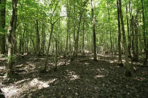 Fox Road, Shaw, MS 38773 photo 17