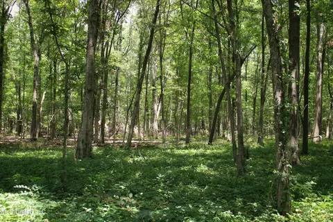 Fox Road, Shaw, MS 38773 photo 15