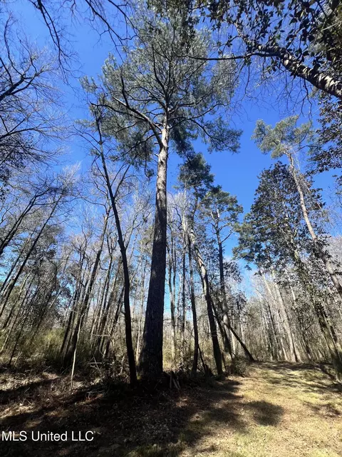 63 Clem Rd, Mount Olive, MS 39119 photo 12