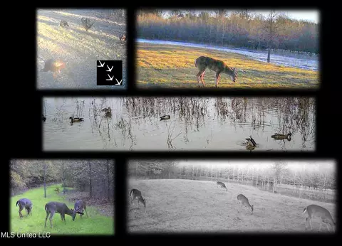 130 Pinion Rd, Lambert, MS 38643 photo 2