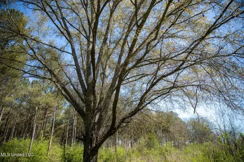 Townsend, Forest, MS 39074 photo 24